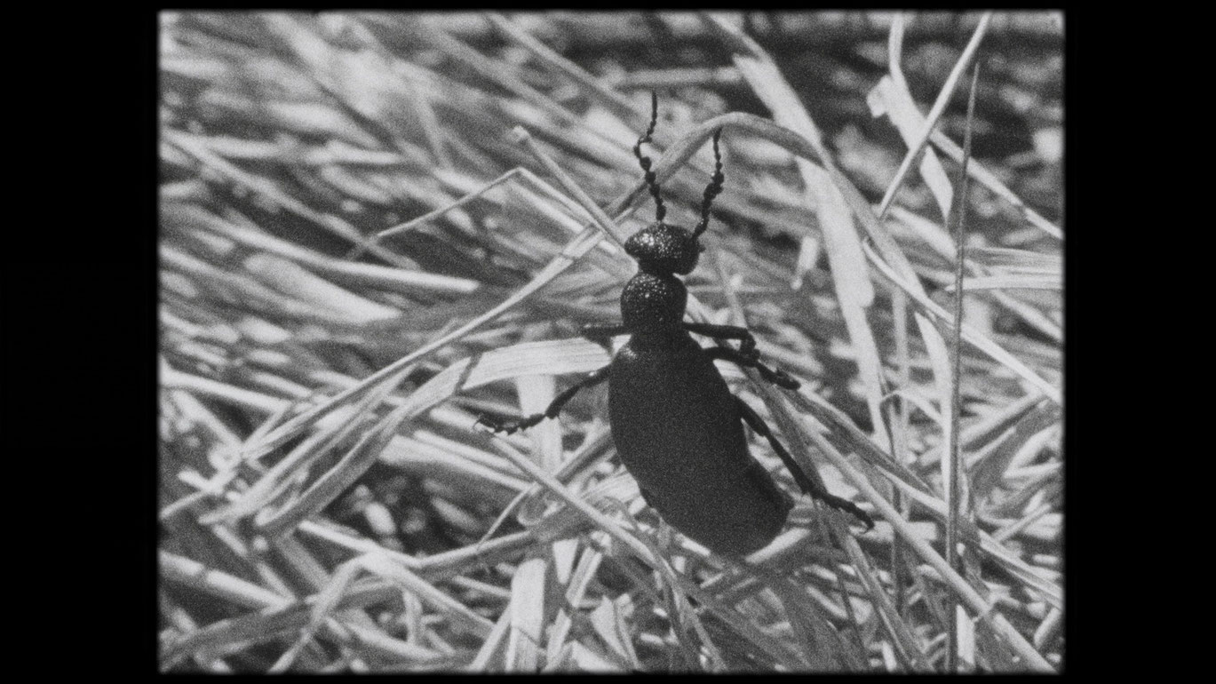 THYLA_Stefan_Nemeth_courtesy sixpackfilm2