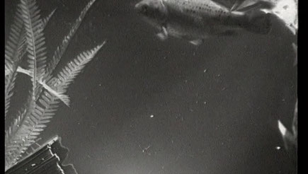 TV-Aquarium (TV-Tod I)